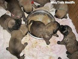 By the time they are 6 weeks old they should have made most of the transition. What Should I Feed A 3 Week Old Puppy To Start Weaning It And How Often Should I Give It I Read That You Can Give Puppy Food Soaked In Warm Water Is That