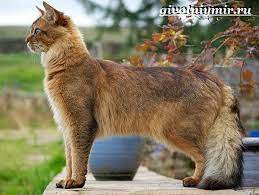 somalijskaya koshka opisanie osobennosti uhod i cena somalijskoj koshki zhivotnyj mir