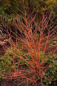 It produces multiple upright stems that never grow above 8 feet (2.4 meters) tall. The Dogwoods Of Winter Carolina Country