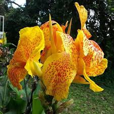 Image result for Gladiolus ecklonii