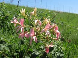 Image result for Pelargonium luridum