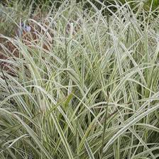 The ever popular miscanthus sinensis grasses have escaped cultivation and become invasive in pockets in southern ontario and in quebec and in 26 of the united states. Miscanthus Sinensis Variegatus Maiden Grass Paramount Nursery Inc