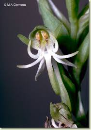 Image result for Habenaria macrandra