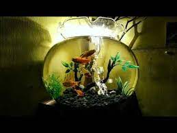 Desain Aquarium Bulat Untuk Kamar Youtube