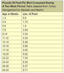 raising turkeys feeding housing diseases and organic care