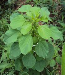 Image result for Acalypha fruticosa