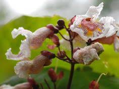 Maybe you would like to learn more about one of these? Summer Flowering Trees