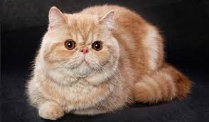 Kucing ini berukuran medium atau sedang. 7 Cara Merawat Kucing Exotic Shorthair Kamu Harus Tahu Trikmerawat Com