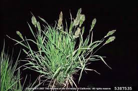 Image result for Polypogon