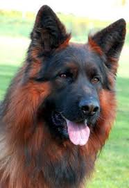 Black And Red Long Coat German Shepherd Puppies Blue German Shepherd Google Search Http Www Giftideascorner Com Gifts For Dogs And Dog Lovers Dograzas Blue German Shepherd German Shepherd Dogs Dogs