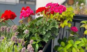 Image result for foto Vějířovka