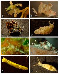 Image result for Isoglossa namuliensis