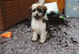 Why buy a tibetan terrier puppy for sale if you can adopt and save a life? Tibetan Terrier Dog Breed Information And Pictures