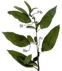 Image result for Cyperus longicarpus