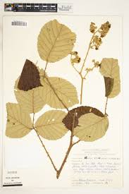 Image result for Rubus steudneri