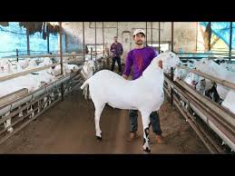 We supply genuine & pure goat breeds meet eid and breeding purpose which are 100% diseases free, vaccinated, dewormed goat breeds available ( sirohi, osmanabadi, jamunapari, sojat, beetal) welcome to raja goat farm Sojat Goat Characteristics Spoilt Pups