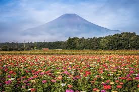 Discover Splendid Sightseeing And Fruit Picking In Yamanashi Prefecture J Passport