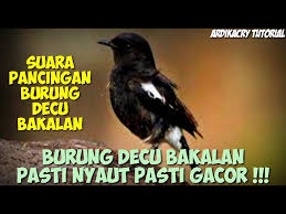 Top decu 2016 masteran decu kembang ngeplong untuk memancing burung kacer & decu bakalan agar gacor. Ini Keren Lho Decu Bakalan Biar Cepat Gacor Youtube