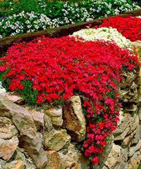 50 Seeds Creeping Thyme Seeds Red Rock Cress Seeds Ground Etsy Rock Wall Landscape Small Flower Gardens Ground Cover Plants