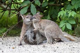 We did not find results for: Alpaca S Summer Haircut Picture Of Zoo Ljubljana Tripadvisor