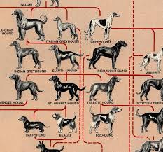 dog breed family tree dog breed genealogy dogs dog