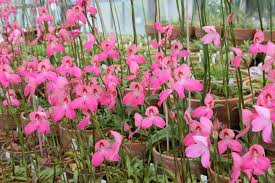 Image result for Disa robusta