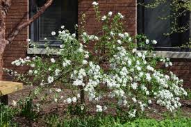 Image result for Exochorda