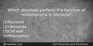 Maybe you would like to learn more about one of these? Which Structure Perform The Function Of Mitochondria In Bacteria Neetlab
