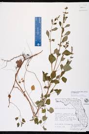 Image result for Cantinoa