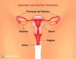 ¿qué es el sistema reproductor femenino?: Aparato Reproductor Femenino Y Masculino Explicado Para Los Ninos Etapa Infantil