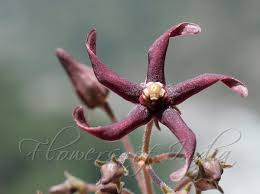 Image result for Vincetoxicum monticola