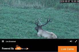 Maybe you would like to learn more about one of these? Pa Elk Cam Live 24hourcampfire