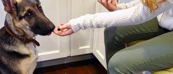 Choosing The Best Puppy Food For Large Breed Dogs Wellness Pet Food