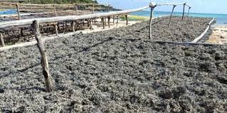 Mempunyai rasa yang berbeda dari sayuran lainnya, memang menggugah selera penggemarnya. Proyek Pltu Timor 1 Kupang Diprotes Karena Mencemari Rumput Laut Rusak Rumah Merdeka Com