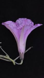 Image result for Ipomoea bolusiana