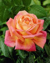 Rose Peace Rosa Peace Plants Flowers 99roots Com Rose Seeds Beautiful Rose Flowers Hybrid Tea Roses