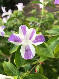 Image result for Barleria hirta