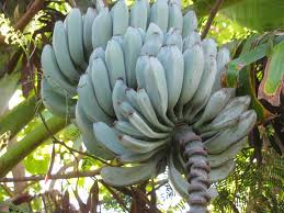 Image result for Musa acuminata