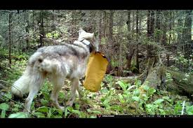 Isle Royale