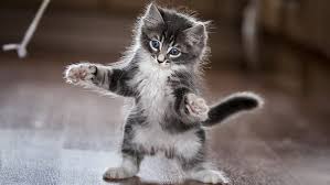 Free hq photos about kittens. Cat Kitten Cute Playing Funny Hd Wallpaper Wallpaperbetter