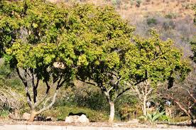 Image result for Millettia grandis