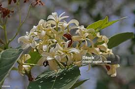 Image result for Holarrhena pubescens