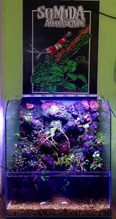 Paludarium Ide Merah Lava