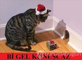 En Komik Kedi Capsleri Foto Galerisi 5 Bursadabugun Com