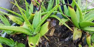 Untuk menikmati panoramanya, tentu butuh skill serta informasi. 7 Manfaat Ajaib Yang Tak Banyak Diketahui Dari Lidah Buaya Merdeka Com