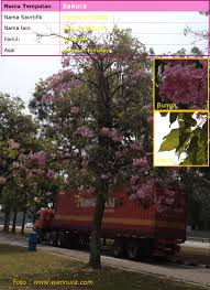 Pokok naunganbatang yang tidak bercabang atau berdahan. Seni Taman Wannura Halaman 2