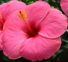 Portrait of young man looking away outdoors. Tropical Hibiscus Calloway S Nursery