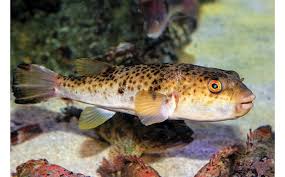 The guineafowl puffer is a poor swimmer and can easily be caught by predators. Mass Spec Method For Safer Pufferfish
