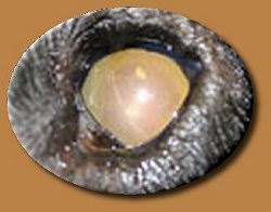Sudden Acquired Retinal Degeneration Syndrome Sards Eye Care For Animals Eye Care For Animals