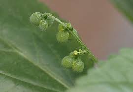 Image result for Micrococca mercurialis